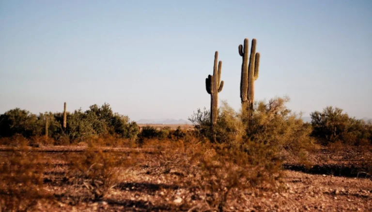 Tall cactus in a dry desert landscape
