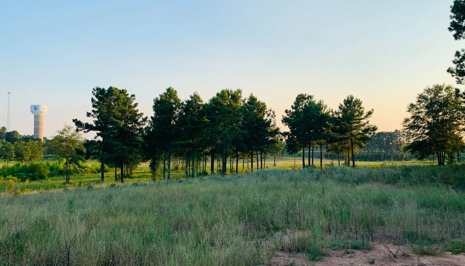 Green pasture with trees and a wooden fence