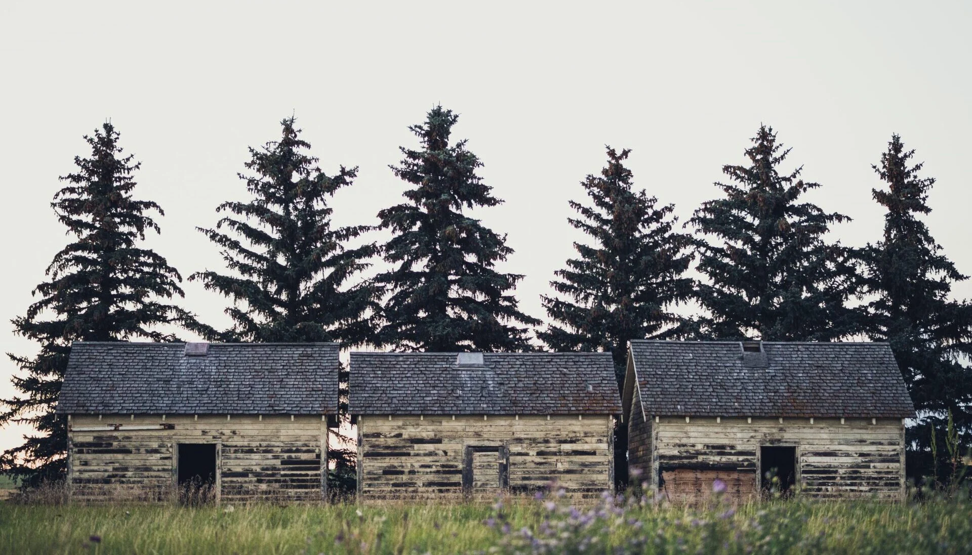 Weathered barn surrounded by tall evergreen trees