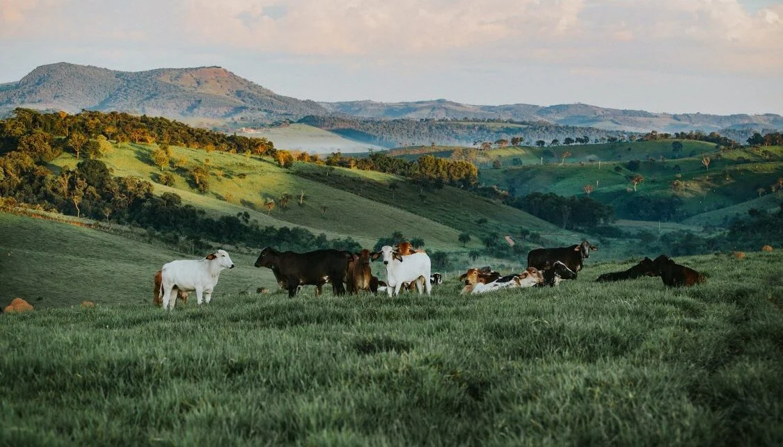 Sheep grazing in a green mountain valley
